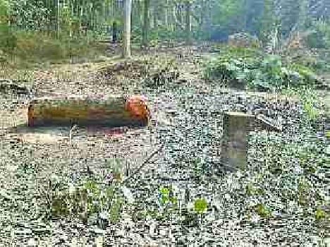 Green trees are being cut, department nostalgic